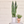 Artificial Sansevieria with White Pot